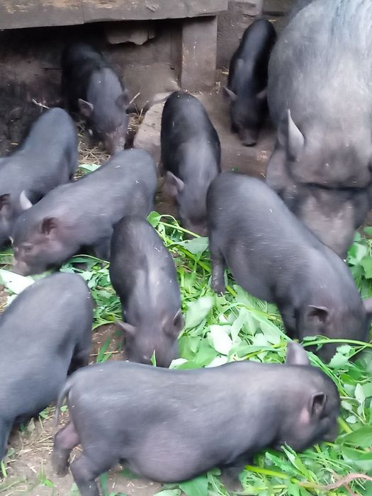 Вьетнамские поросята