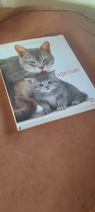 A CAT'' S LIFE edicao de soberbas fotografias  by Jane Burton