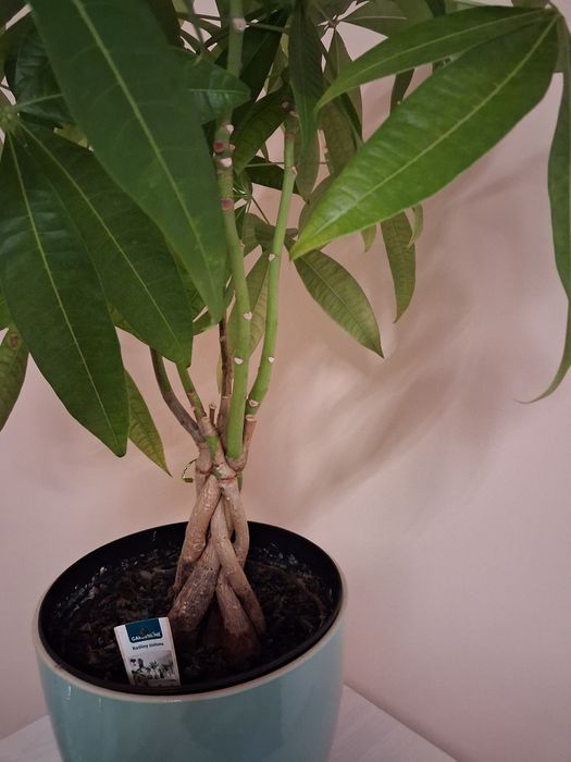 Sprzedam drzewko szczęścia