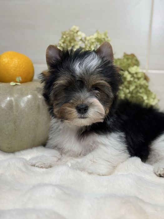 Хлопчик бівер, з документами. Кольровий йорк