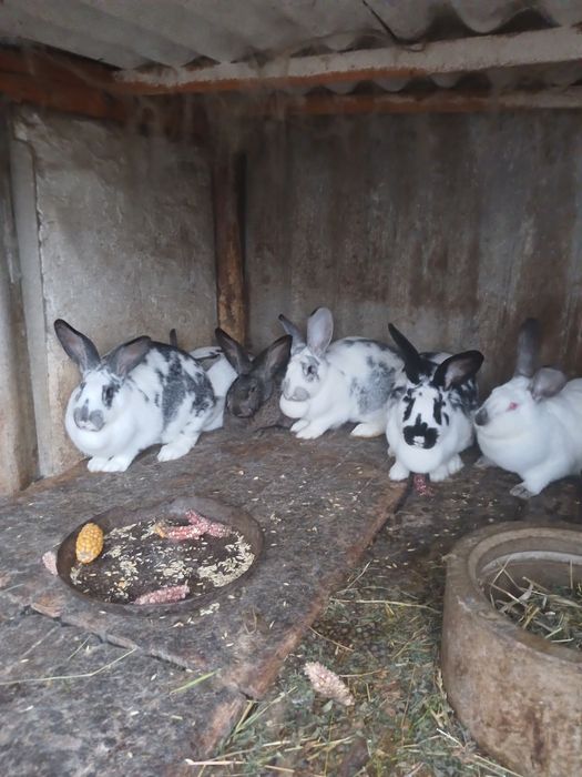 Продаються  кролики