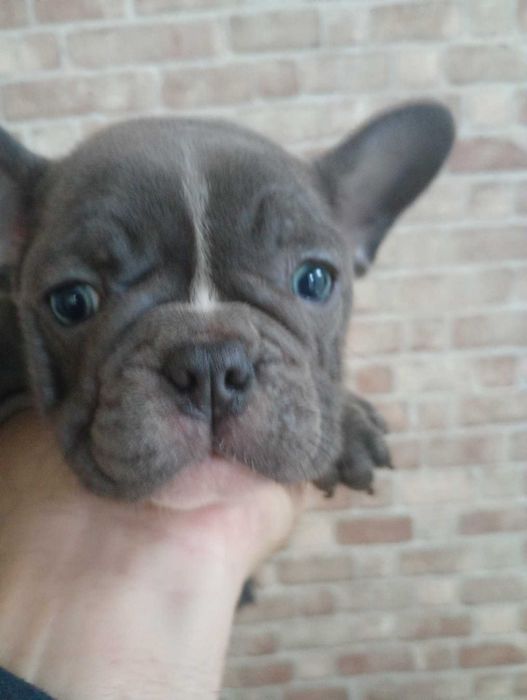 Французькі бульдожки