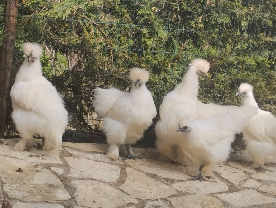 Galinhas sedosas do Japão
