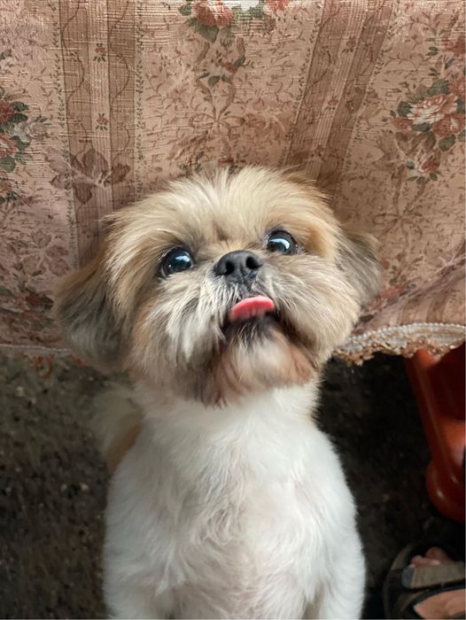 Ши-тцу вязка