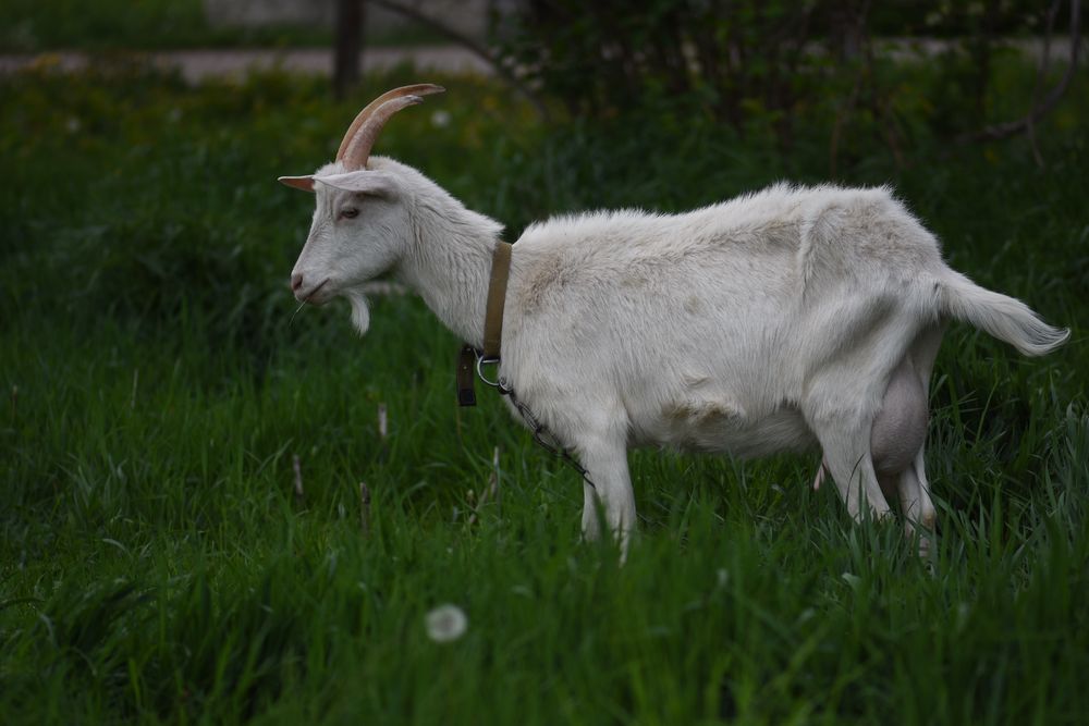 Коза Полтавська біла Житомир