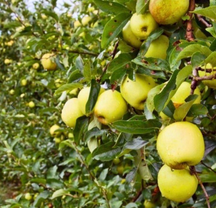 Bardzo stara jabłoń z drzewa dwustoletniego zaszczepiona