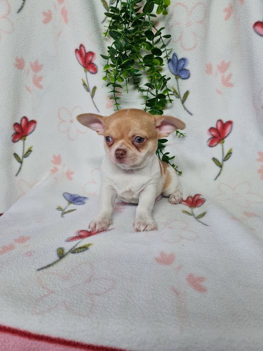 Excelente mini menino isabela Chihuahua/Chiuaua LinhagemRussa,Qualidad