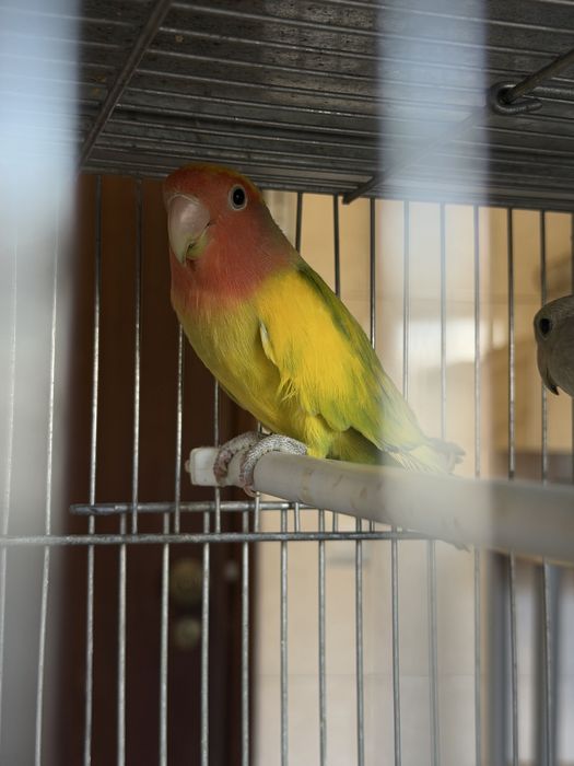 Agapornis de todos os estilos!