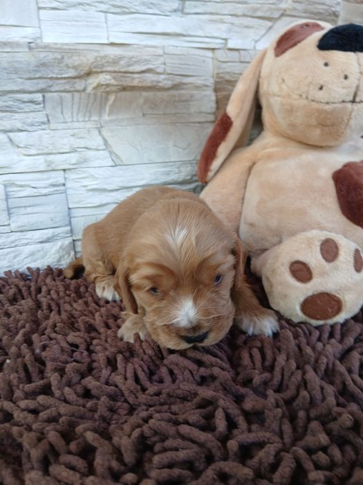 Cocker Spaniel Angielski sunia
