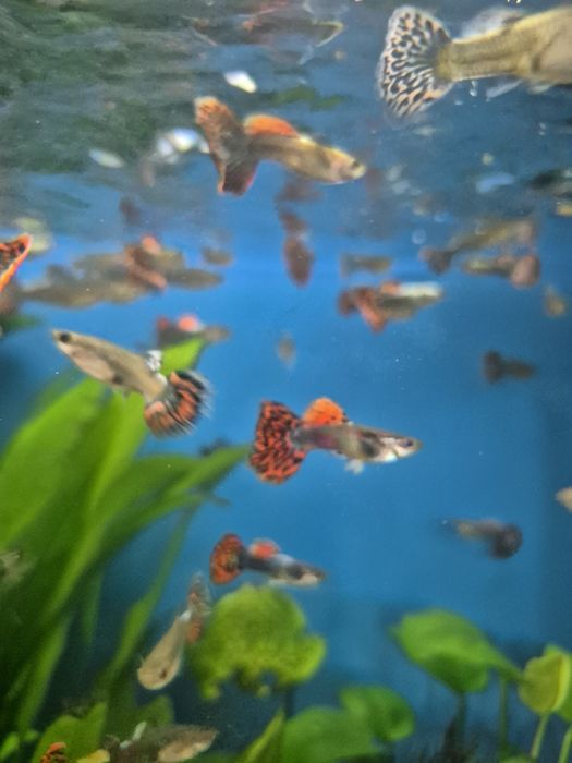 Gupik taiger / cobra red Kraków (Swoszowice)