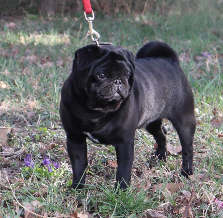 Черный мопсик КСУ