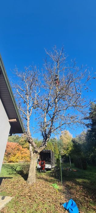 Wycinka drzew metodą alpinistyczną