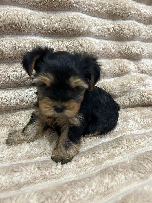 Цуценята йоркширський терʼєра