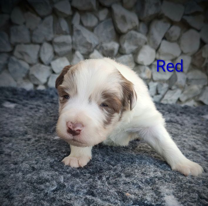 Border collie piesek Red  merle przebadani rodzice