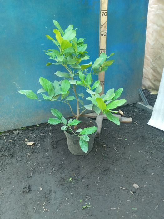 Лимон  + Лимон +