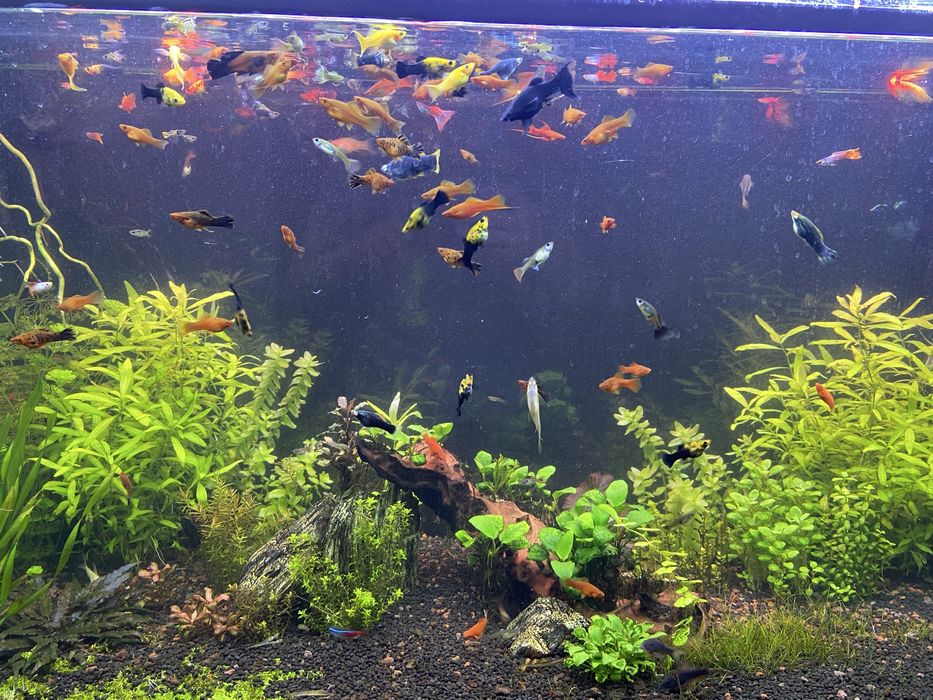 Mieczyk molinezja gupik zbrojnik-glonojad