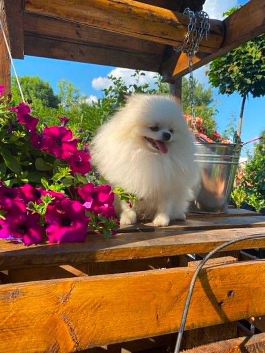 Szpic miniaturowy pomeranian malutki samczyk