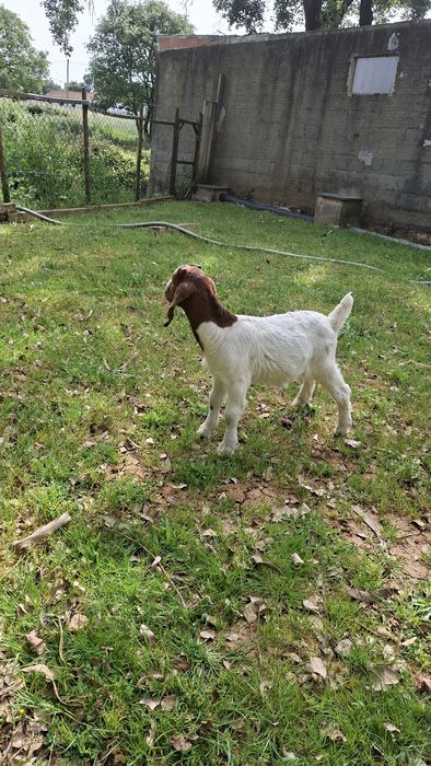 Cabrito macho boer