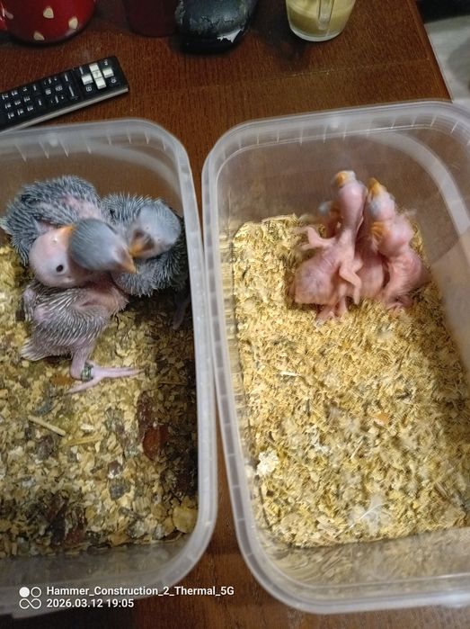 Aleksandrety obrożne