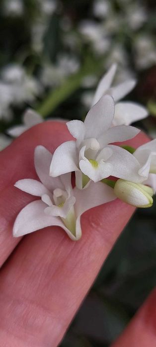 Vendo mudas de  Dendrobium kingianum