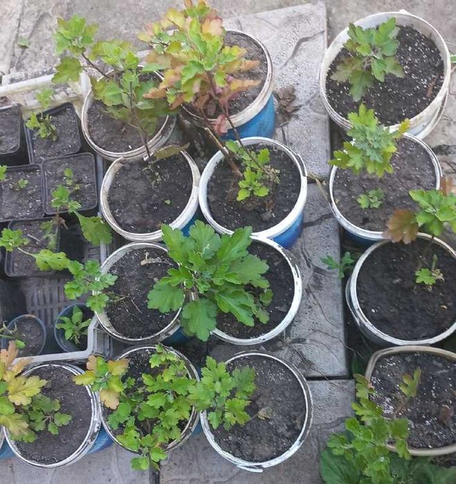 Продам хризантемы, розы, гибискус, ивы, туи, юкки, инжир, авокадо и др