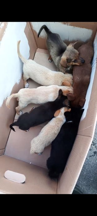 Цуцики 1,5 міс будуть невеличкими