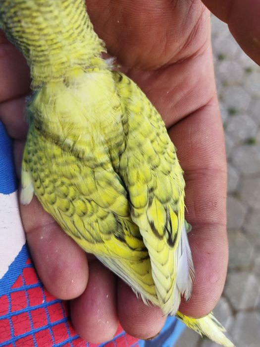 Piriquitos australiano