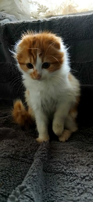Продам весловухий котик скотіш-фолд
