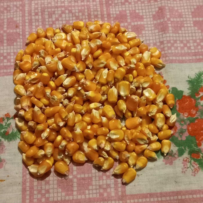 Vendo milho caseiro