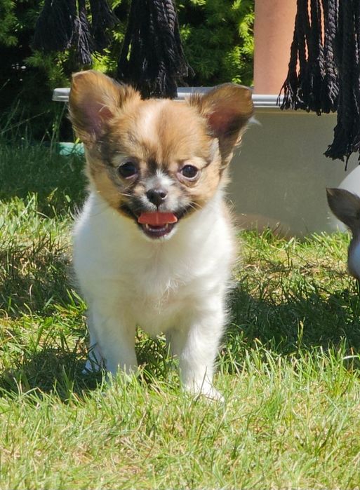 Chihuahua długowłosa dziewczynka LATTE do odbioru!!