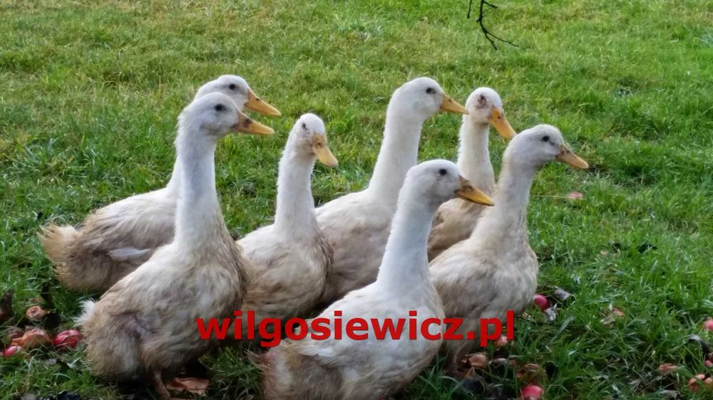 Kurki nioski Rosa odchowane z jajkiem