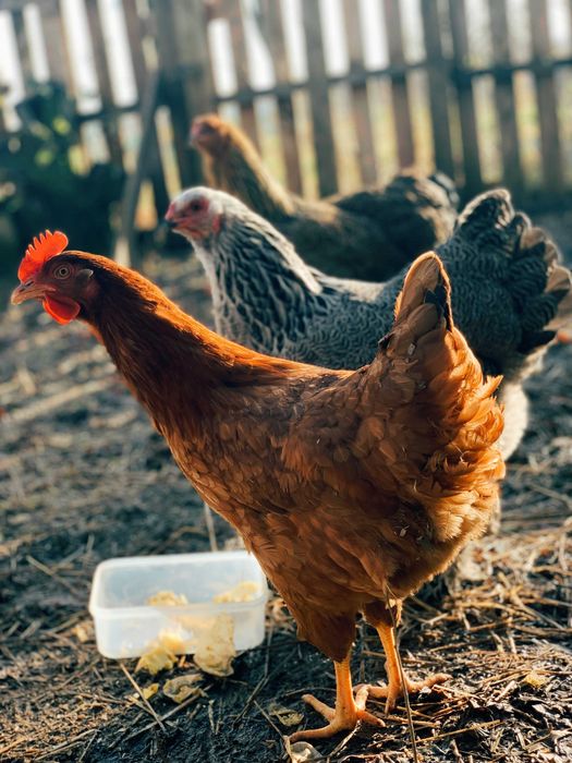 Яйце курей НЕСУЧОК ( кращі породи )