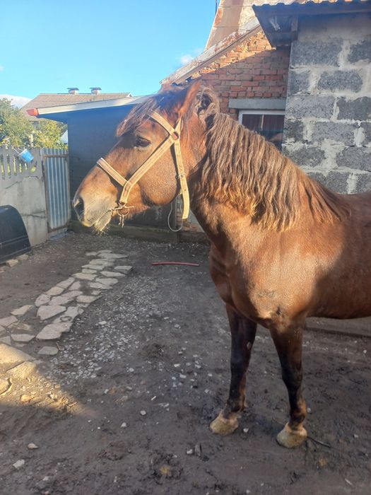 Продається дві кобили