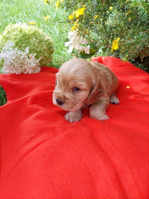 Piesek Cocker Spaniel Angielski