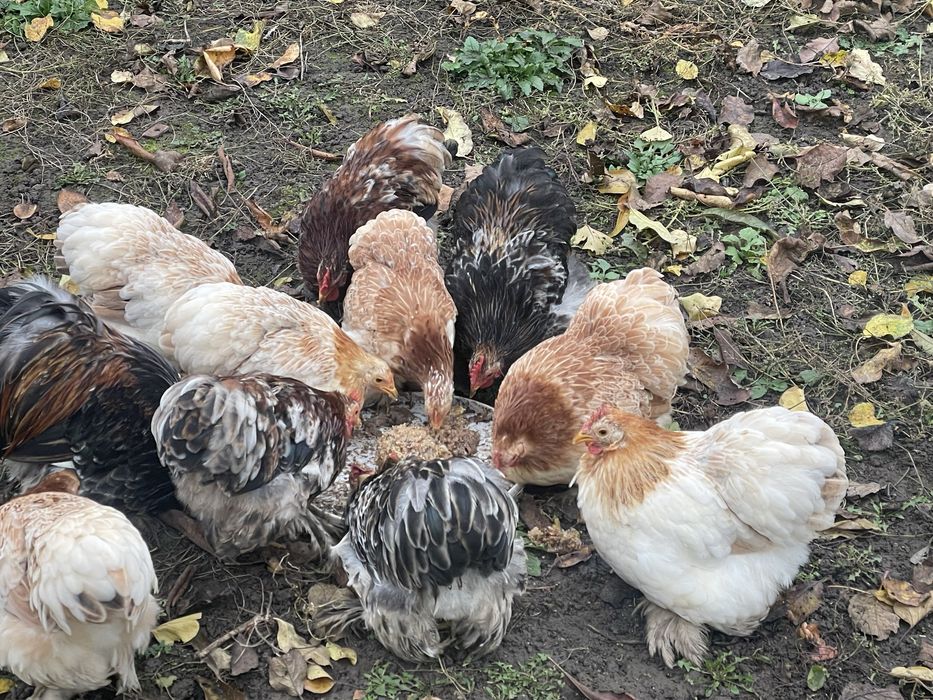 Продам карликові кохінхіни
