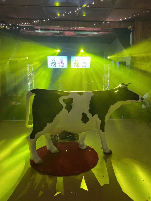 Krowa do dojenia na festyn, atrakcja na imprezę