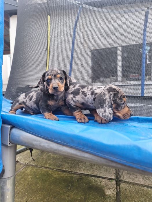 Такса Чистокровні цуценята мраморної такси