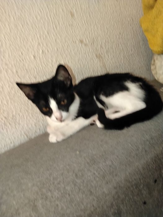Gatinhos para adoção