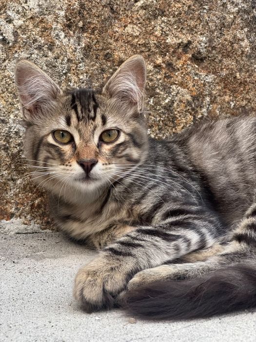 Gatinhos bebés para adoção