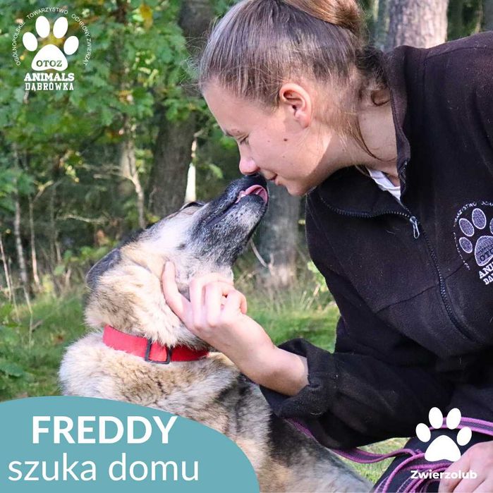 Freddy szuka kochającego domu!