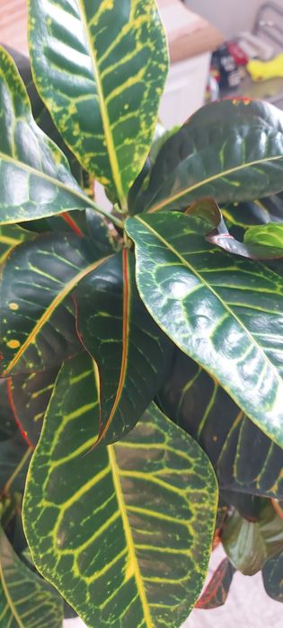 Растение кротон продам