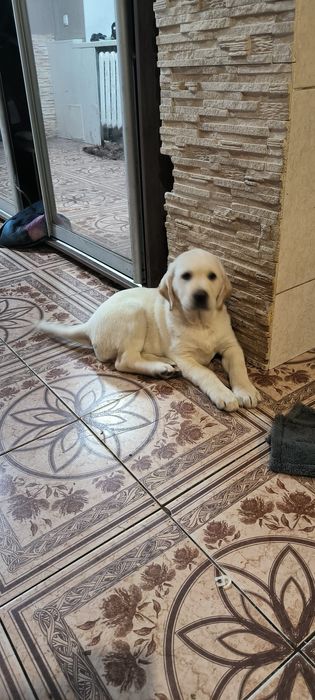 Миша щеночек Лабрадор Ретривер