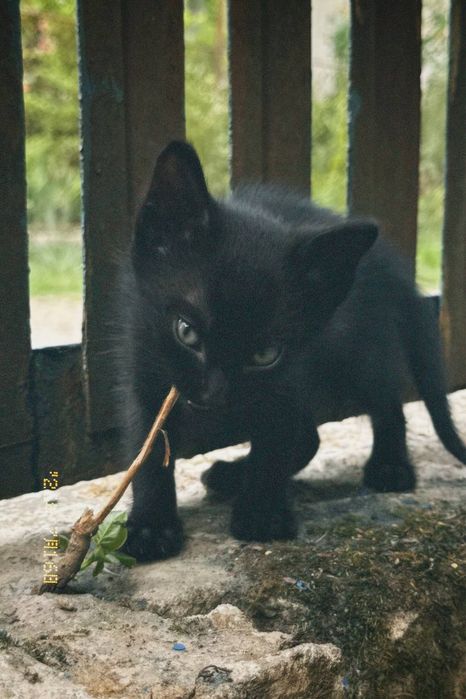 Віддам котиків в добрі руки