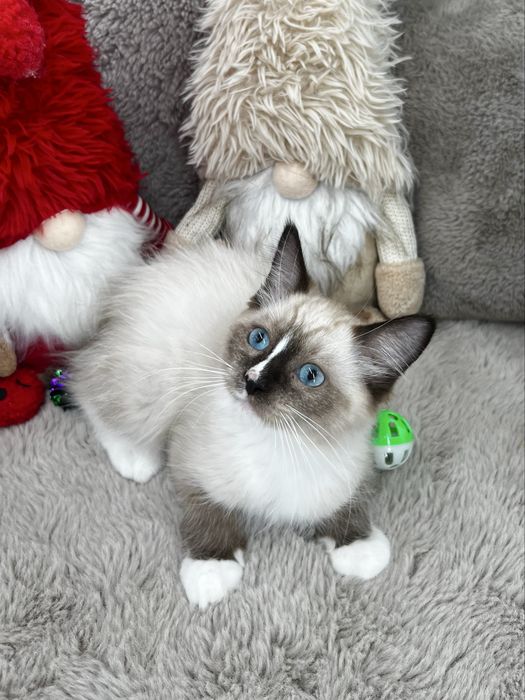 Kot Ragdoll Wyprawka Rodowód Badania Genetyczne