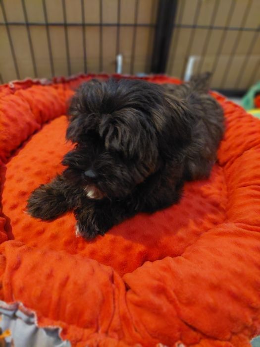 Cudowny Havanese FCI Węgrzce • OLX.pl