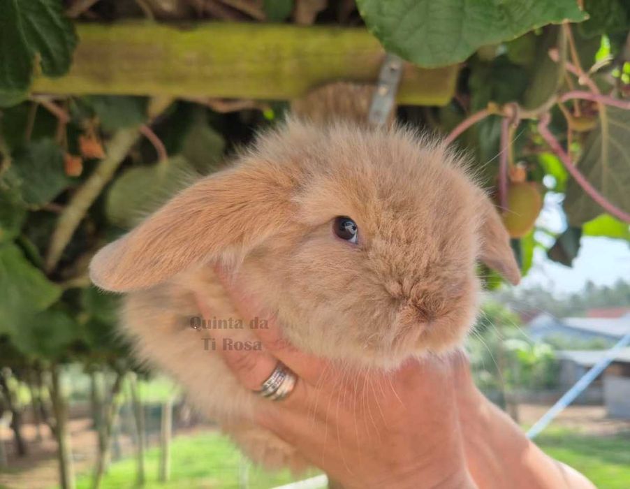 Coelhos Anões Mini Lop – Amor em Forma de Coelho