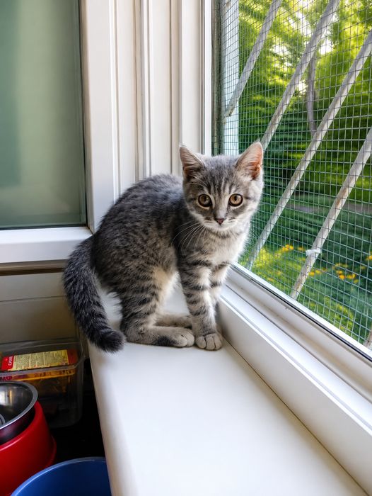 Котёнок в самые заботливые руки