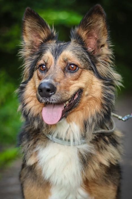 Cichy bohater psiego świata szuka domu / do adopcji