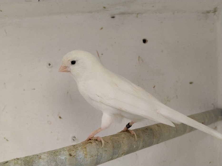 Vendo vários canários  poderei  aceitar troca