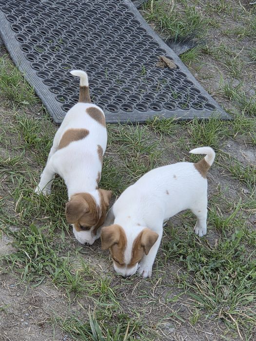 Jack russell terrier